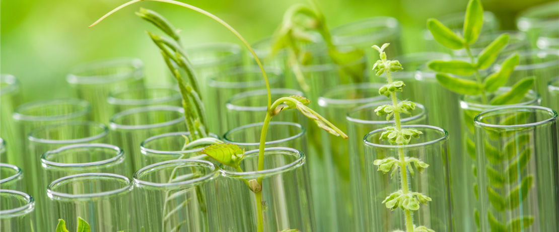 green plant samples in test tubes