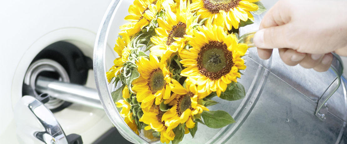 watering can with sunflowers inside put into fuel tank of a white car