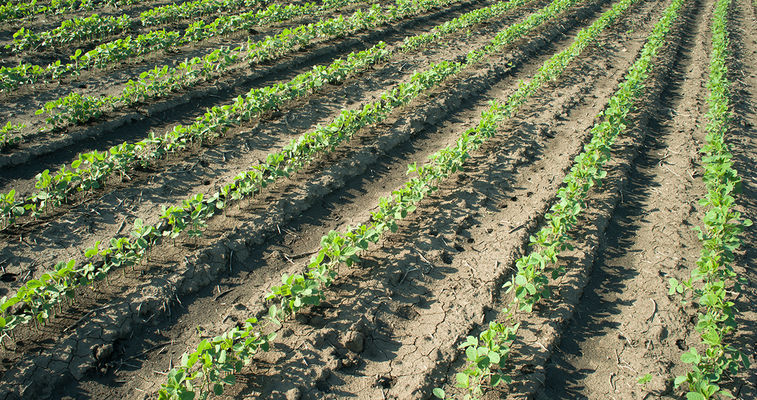 field of crops